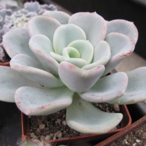Echeveria Orpet