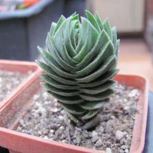 Crassula    Buddhas Temple