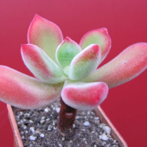 Echeveria   pulvinata Ruby