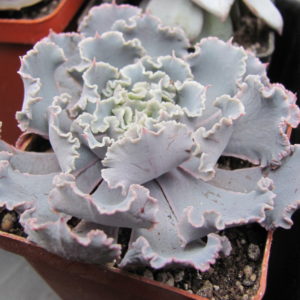 Echeveria  *Curly Pearl*