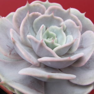 Echeveria   hybr.