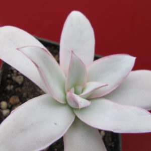 Echeveria    Cante