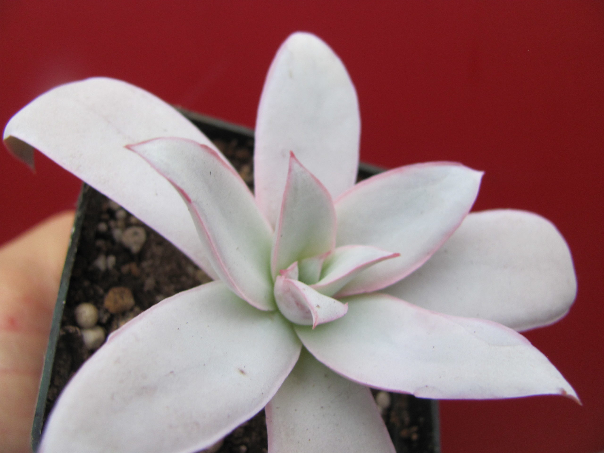 Echeveria    Cante