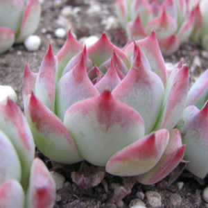 Echeveria chihuahuensis   Ruby Blush