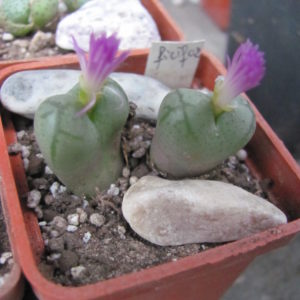 Conophytum  ficiforme