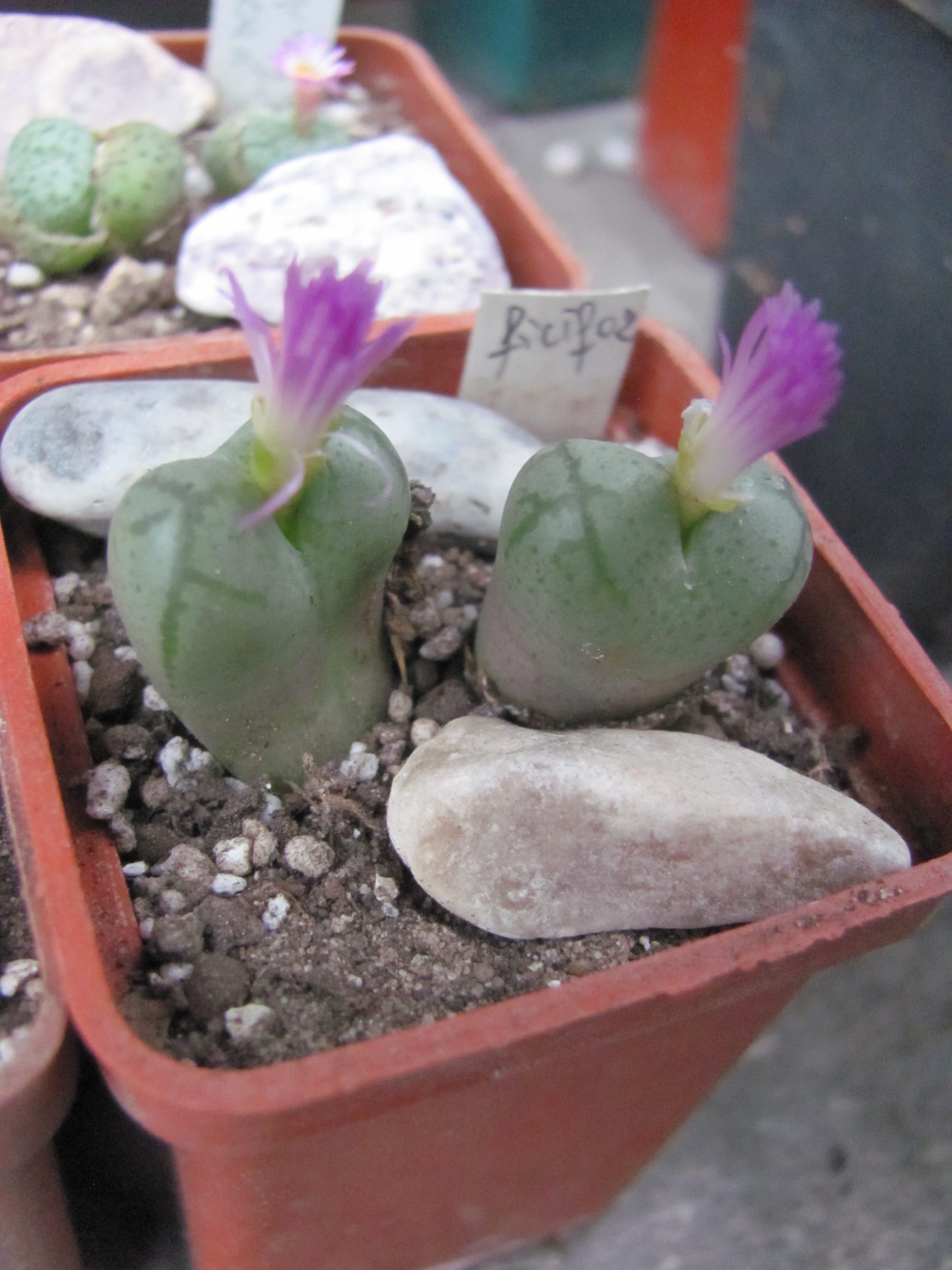 Conophytum  ficiforme