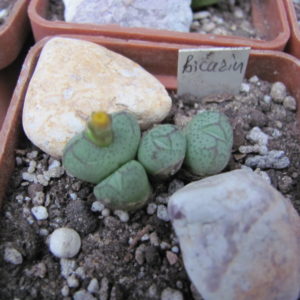 Conophytum    bicarinatum