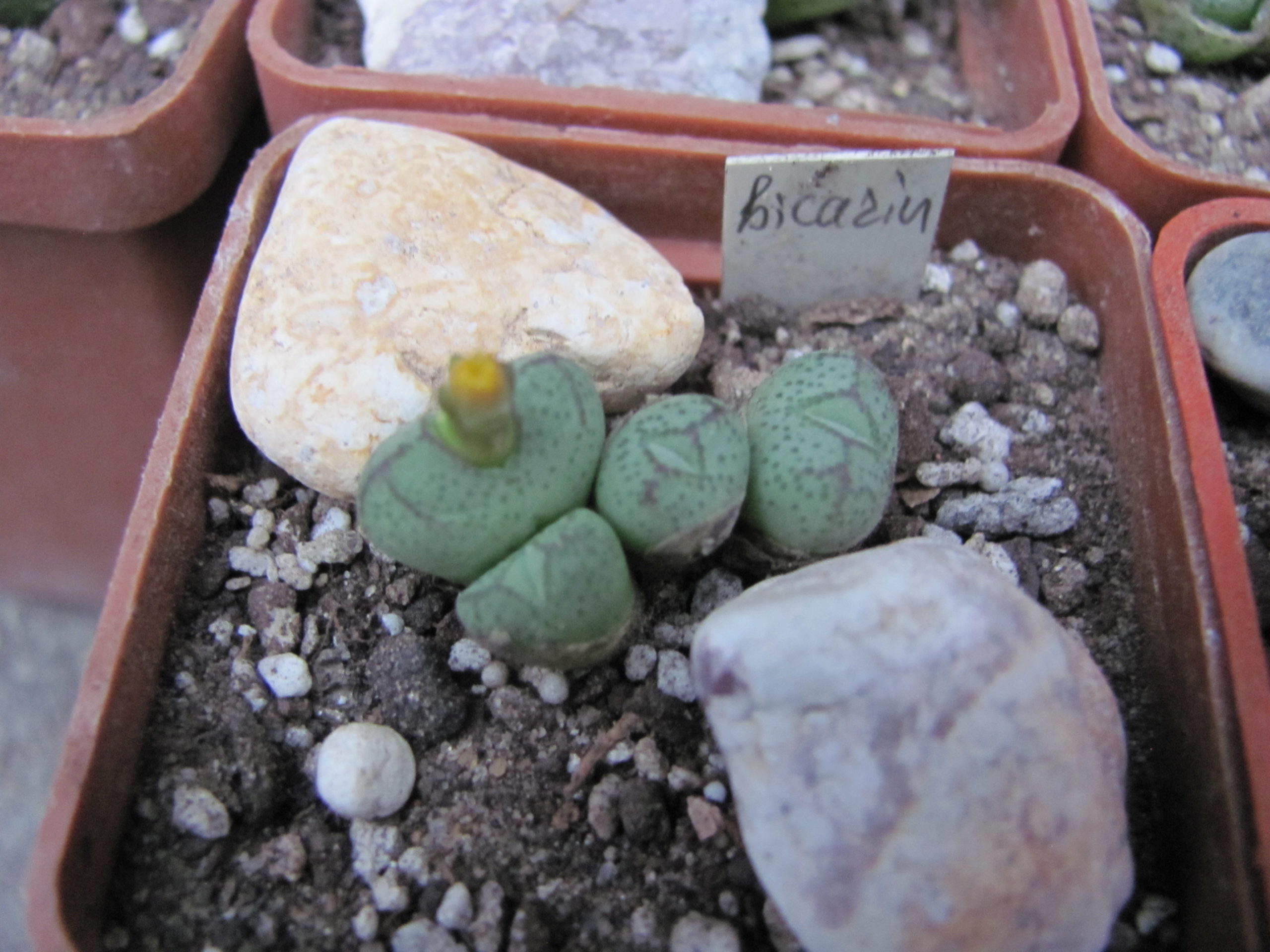 Conophytum    bicarinatum
