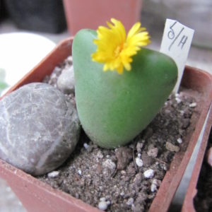 Conophytum