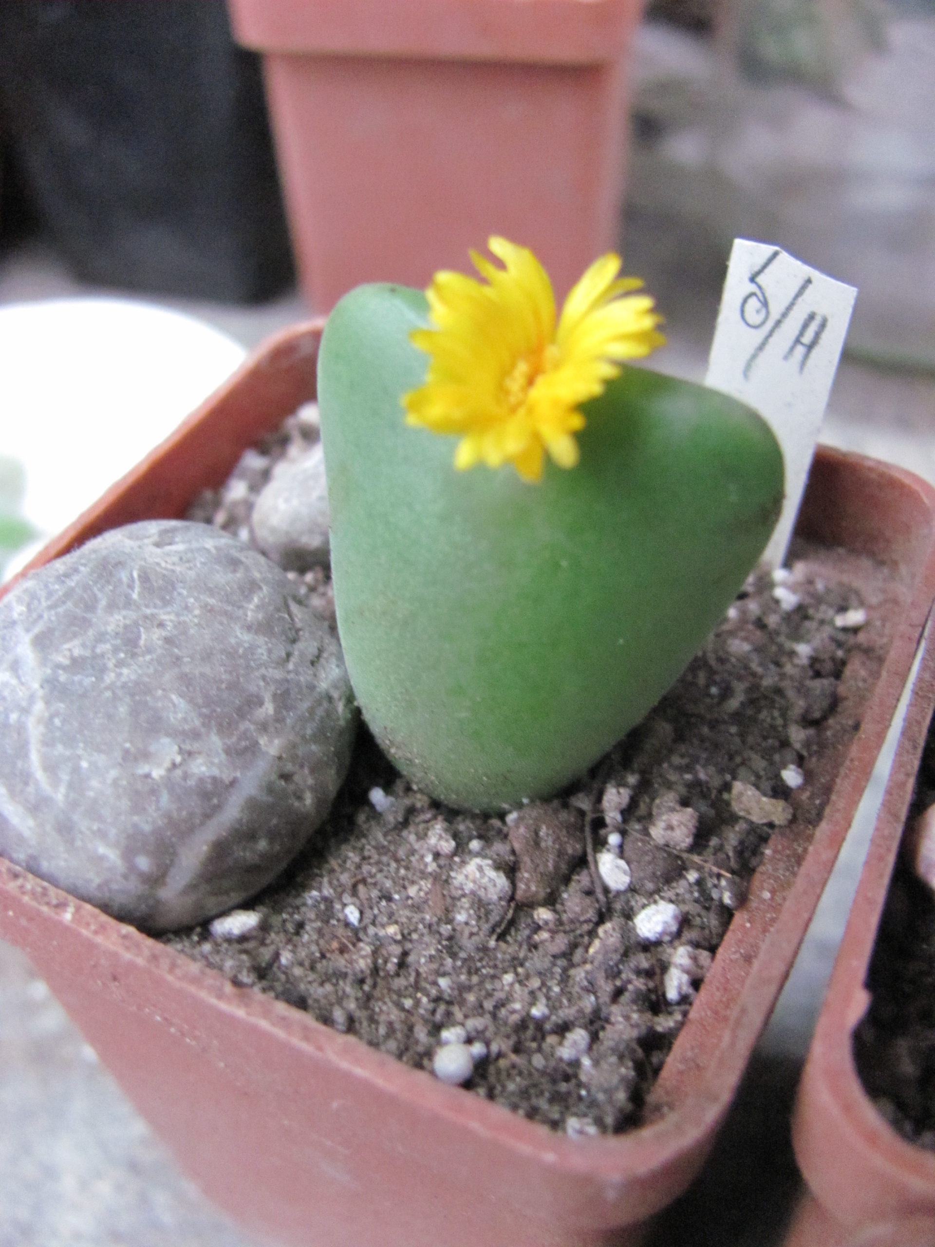 Conophytum