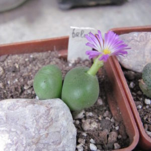 Conophytum velutinum