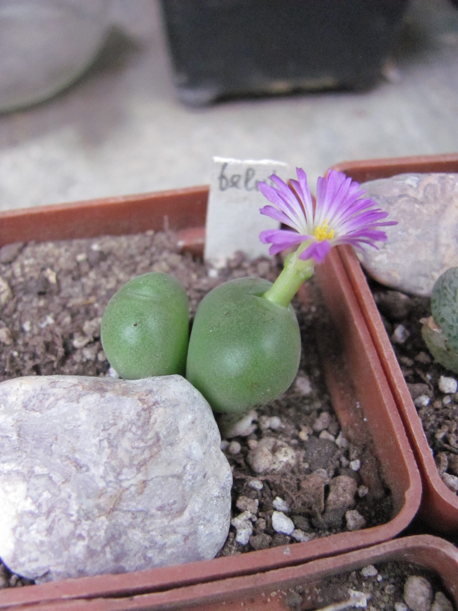 Conophytum velutinum
