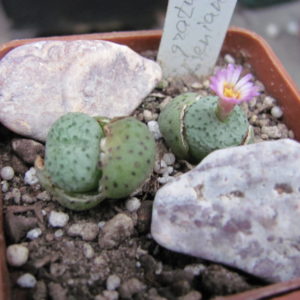 Conophytum   jacobsenianum