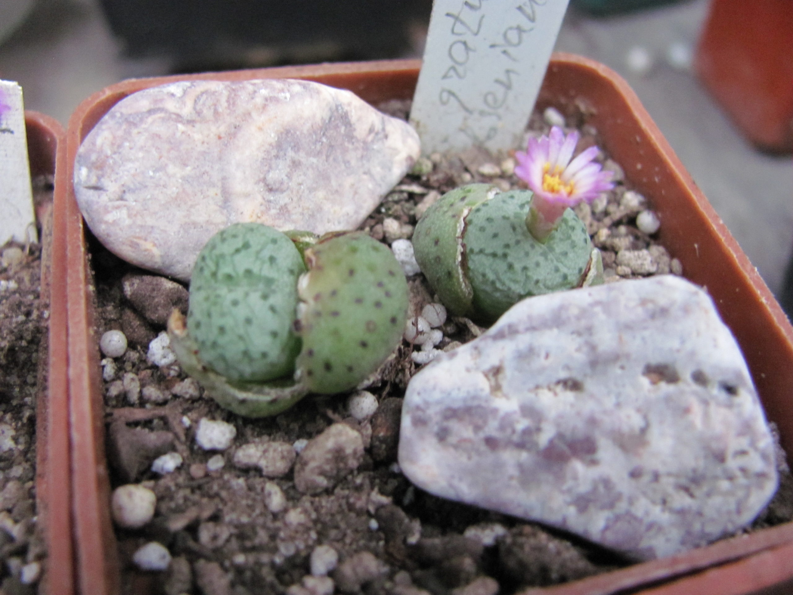 Conophytum   jacobsenianum