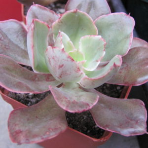 Echeveria  Red Prince