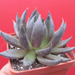 Echeveria    Black Knight