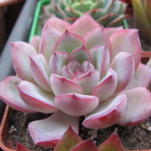 Echeveria Hercules