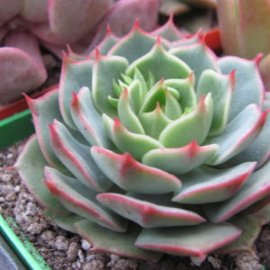 Echeveria ramillete