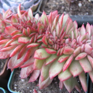 Echeveria  Gilva  cristata