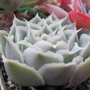 Echeveria   Laguna Sanchez
