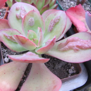 Echeveria   Baron Bold