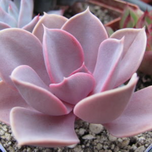 Echeveria Purple Pearl