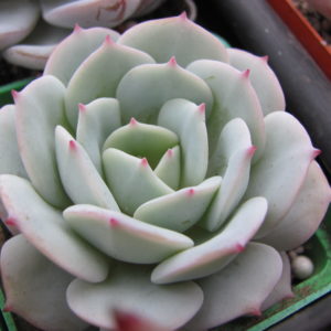Echeveria Lunas