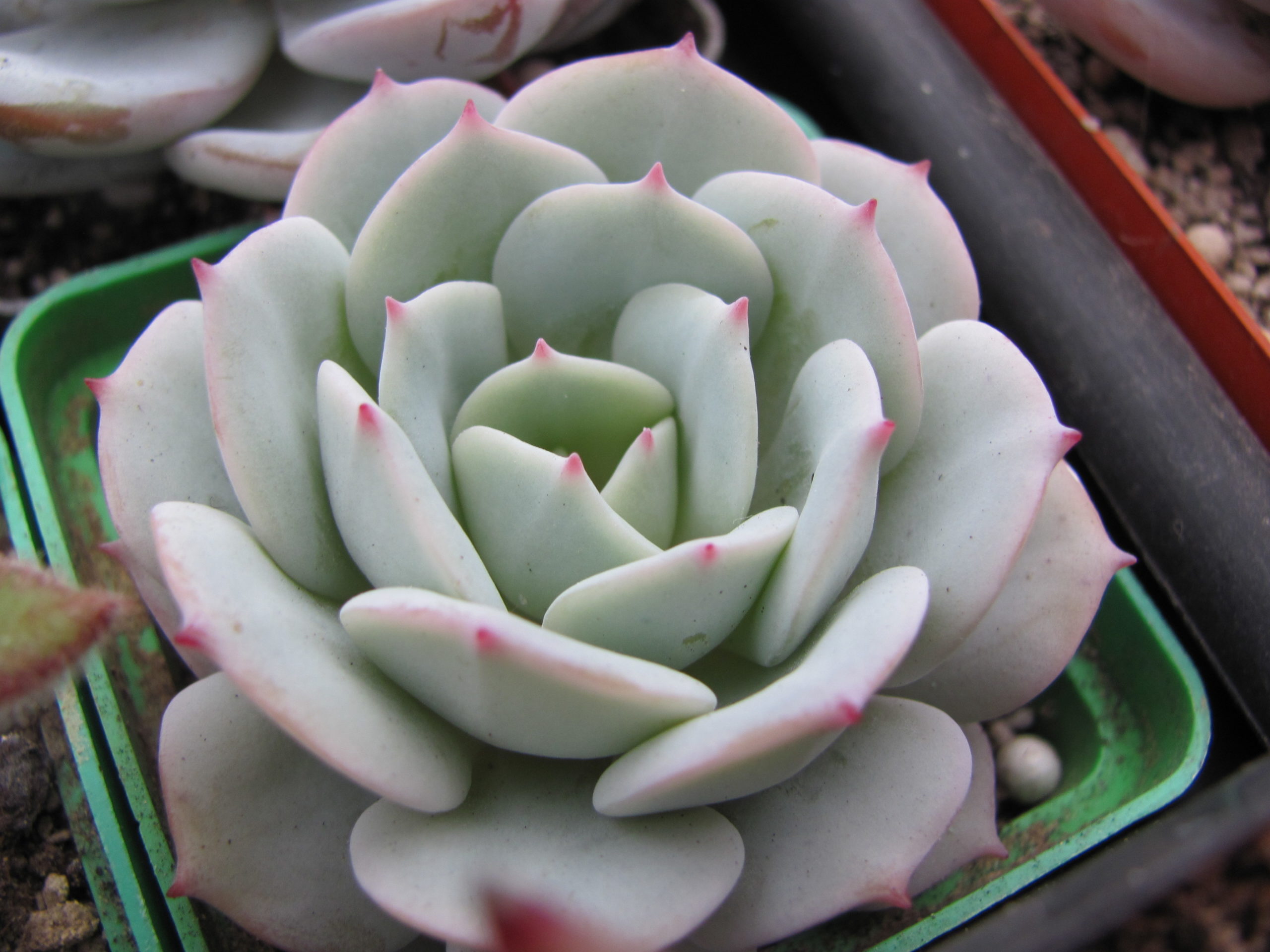 Echeveria Lunas