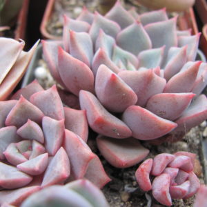 Echeveria