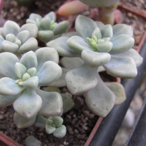 Sedum Mendozae