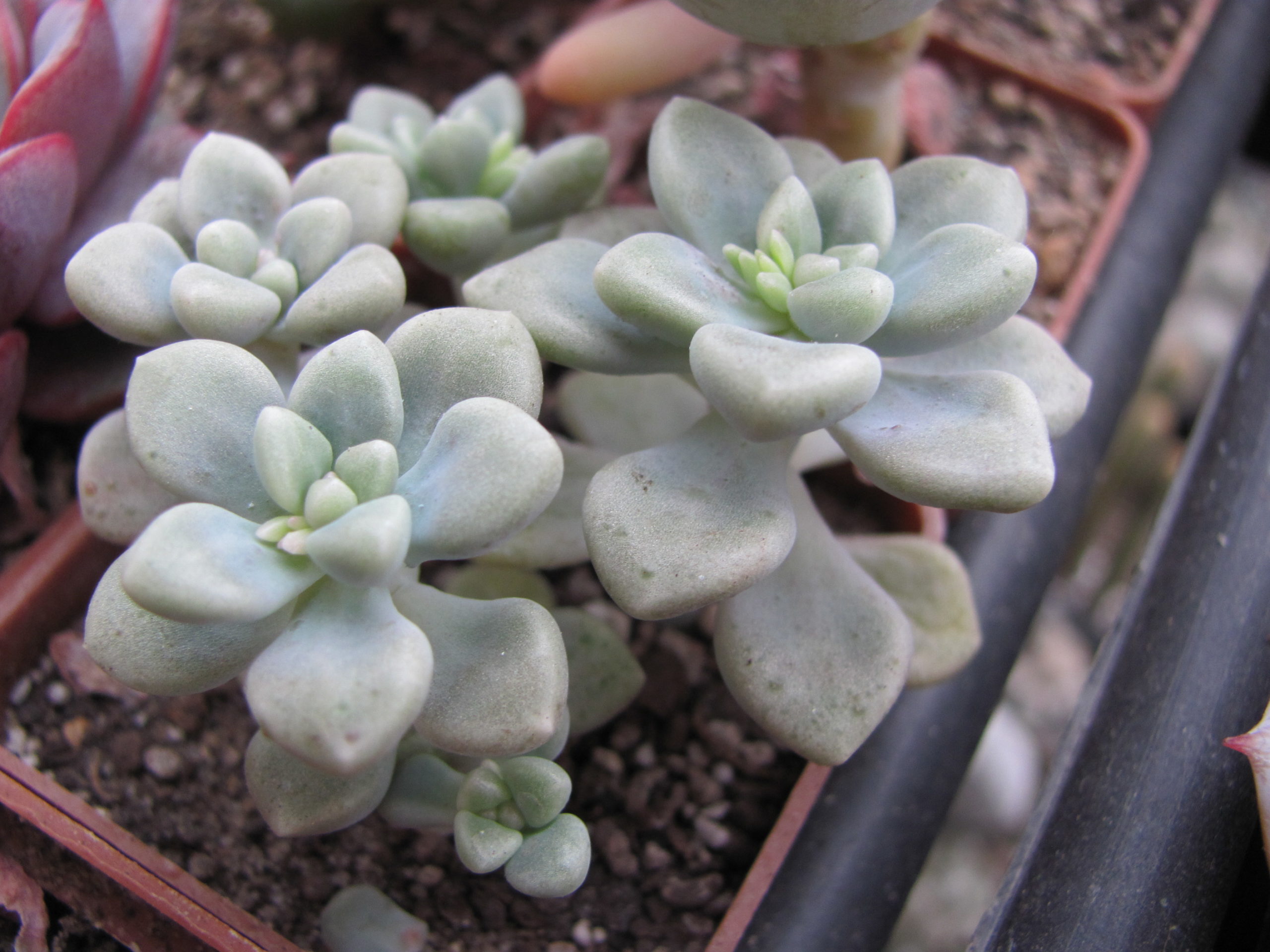 Sedum Mendozae