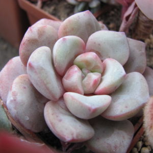 Echeveria   hybr.