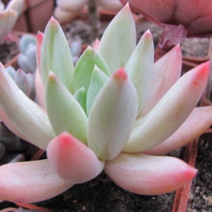 Echeveria hookeri
