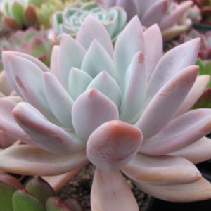 Echeveria Opalina