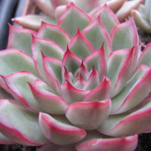 Echeveria    spec.