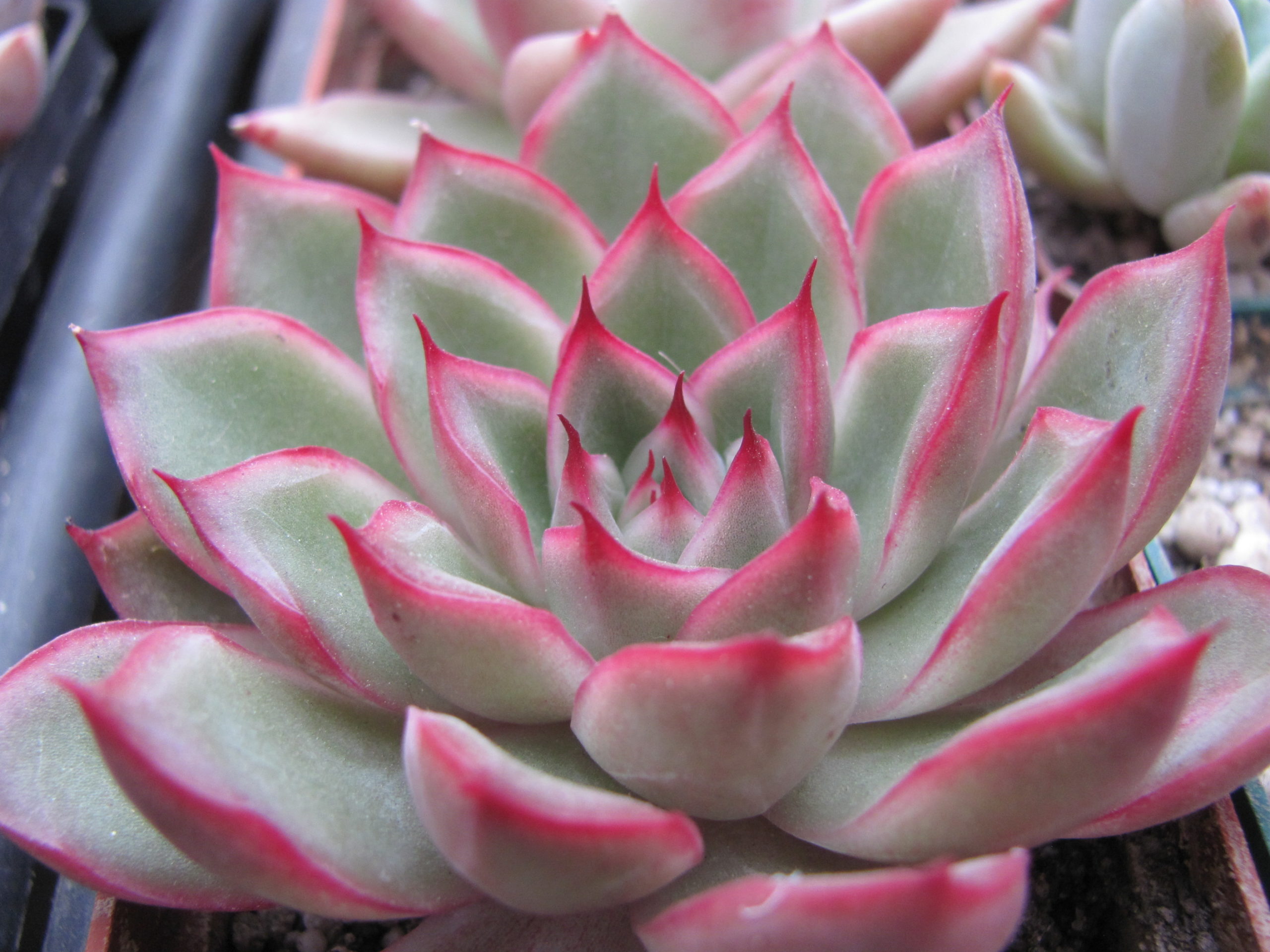 Echeveria    spec.