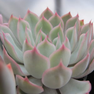 Echeveria Orion