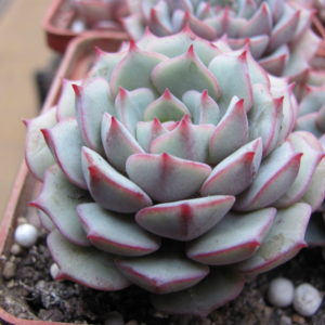 Echevertia    hybr.   #20