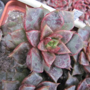 Echeveria purpusorum   hybr.   ( hybrid Lipskiy )