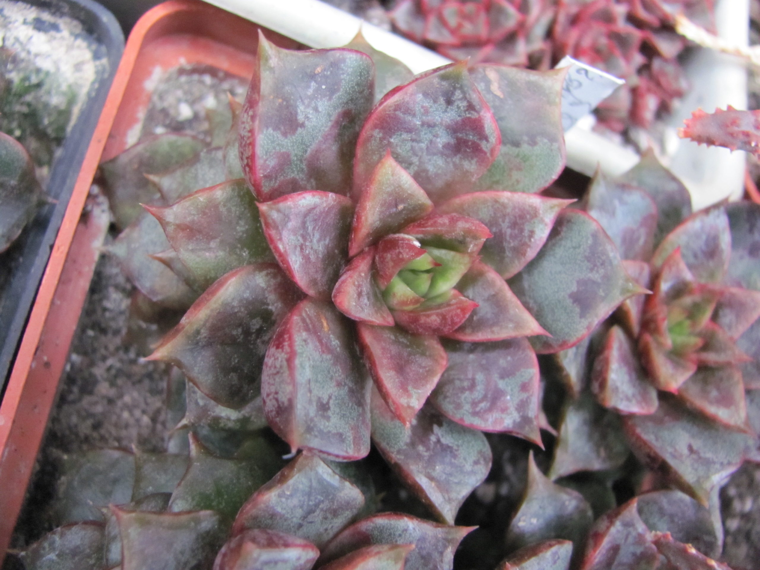 Echeveria purpusorum   hybr.   ( hybrid Lipskiy )