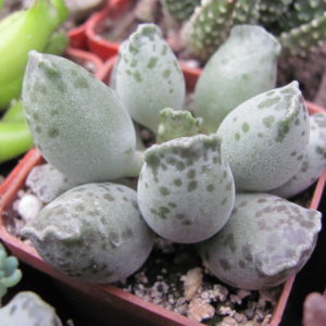 Adromischus  *Silver Tubes*