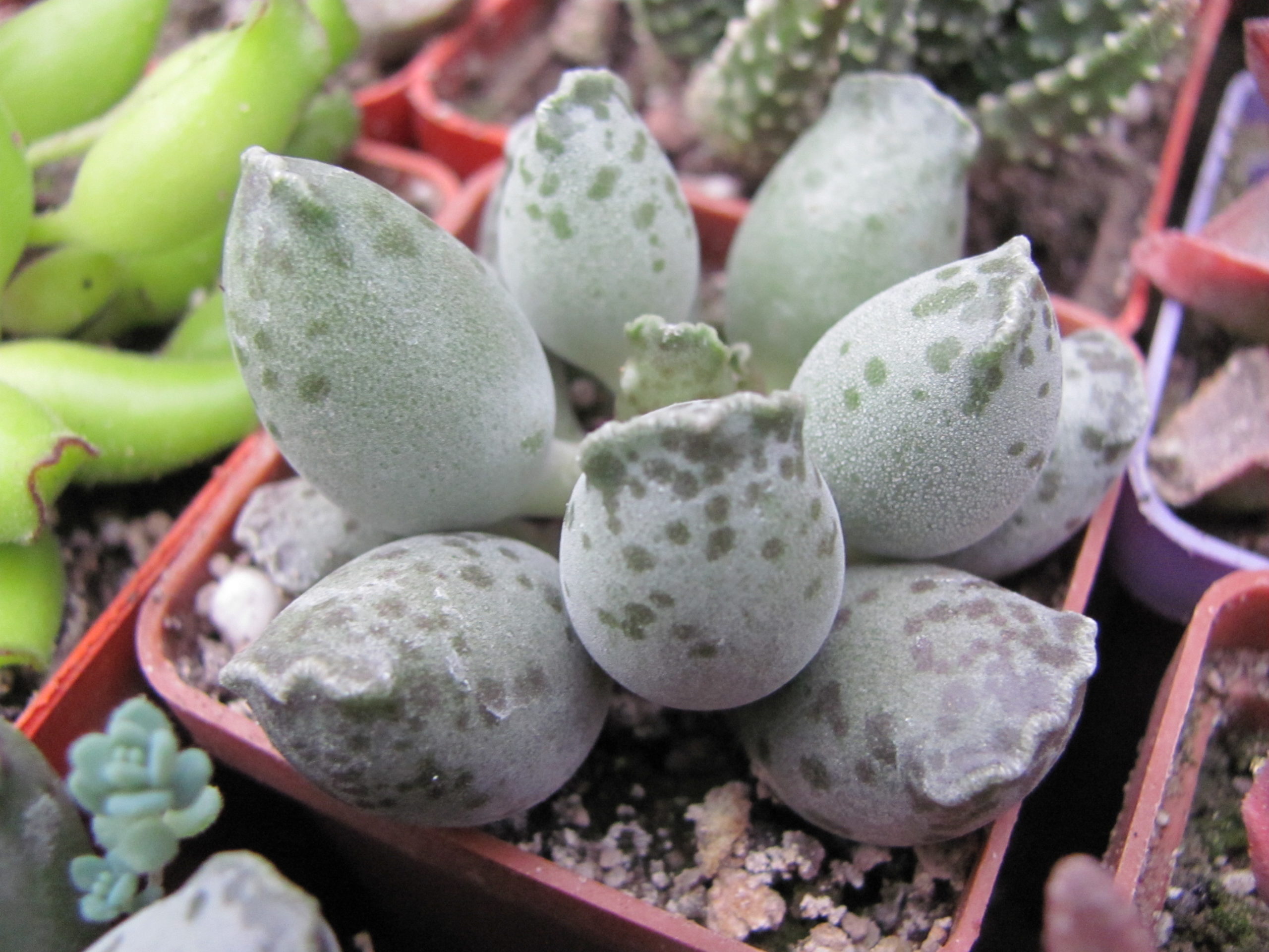 Adromischus  *Silver Tubes*
