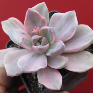 Echeveria  Mrs. Richards variegata