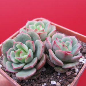 Sedeveria  Pudgy