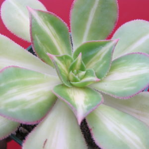 Aeonium Moonburst variegata