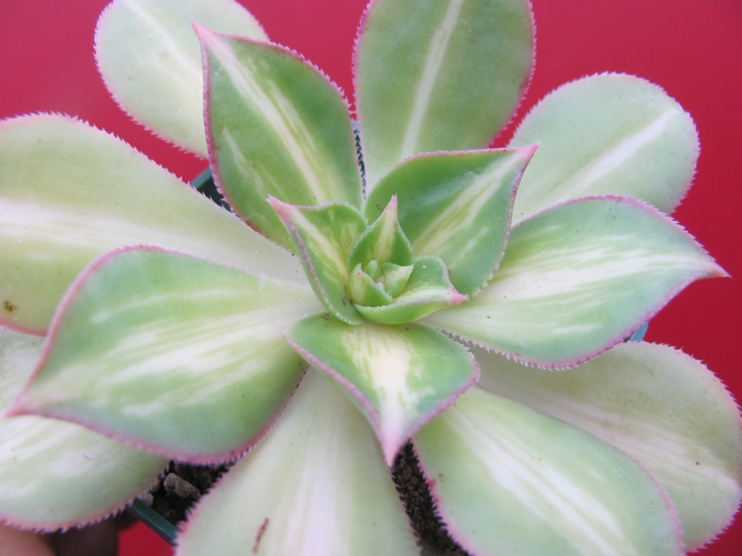 Aeonium Moonburst variegata