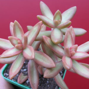 Sedum nussbaumerianum