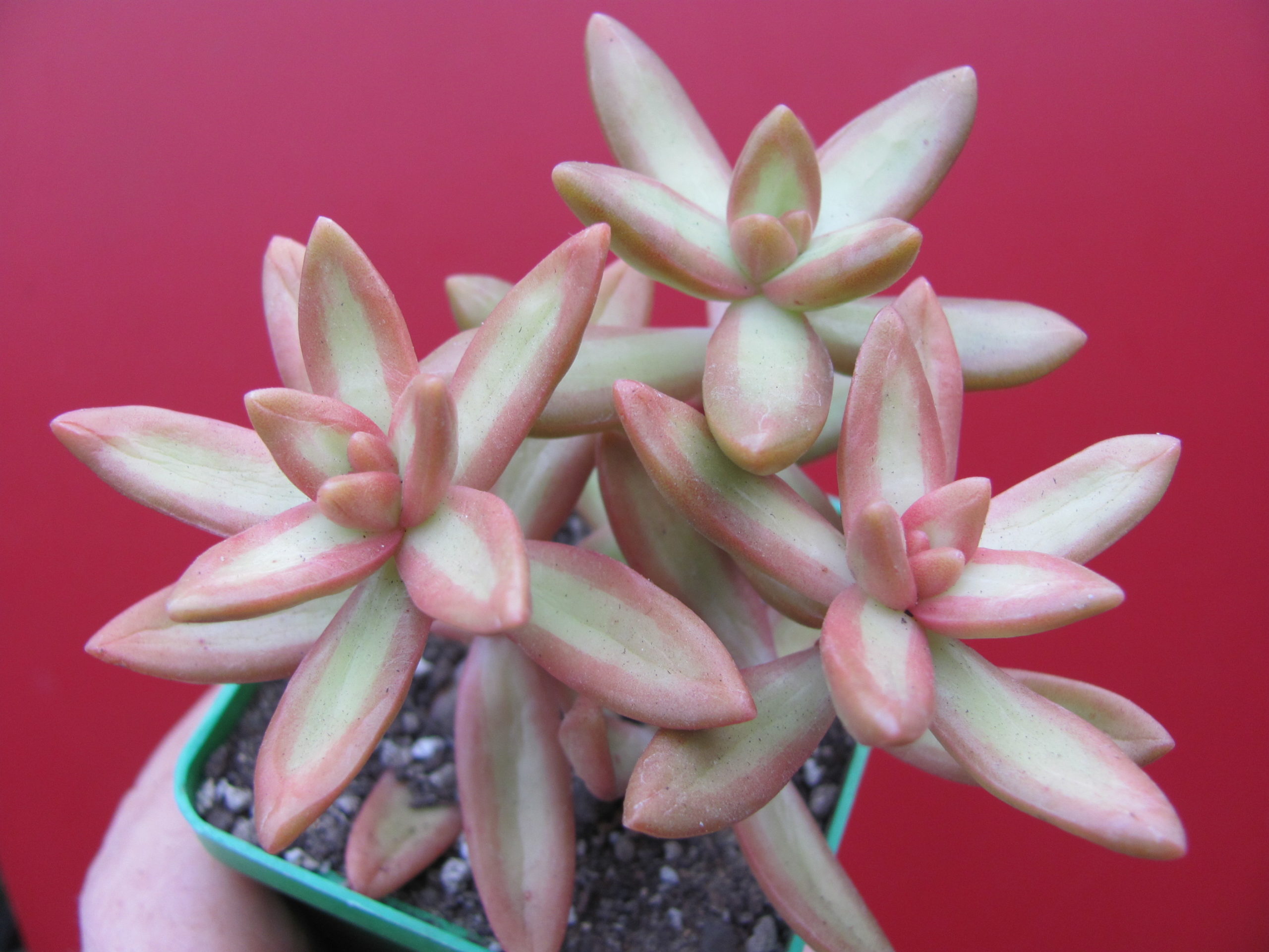 Sedum nussbaumerianum