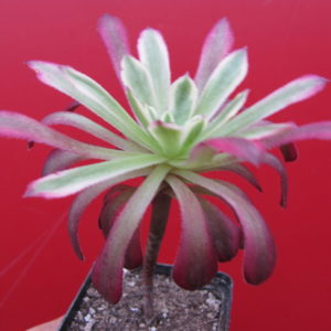 Aeonium   Mardi Gras