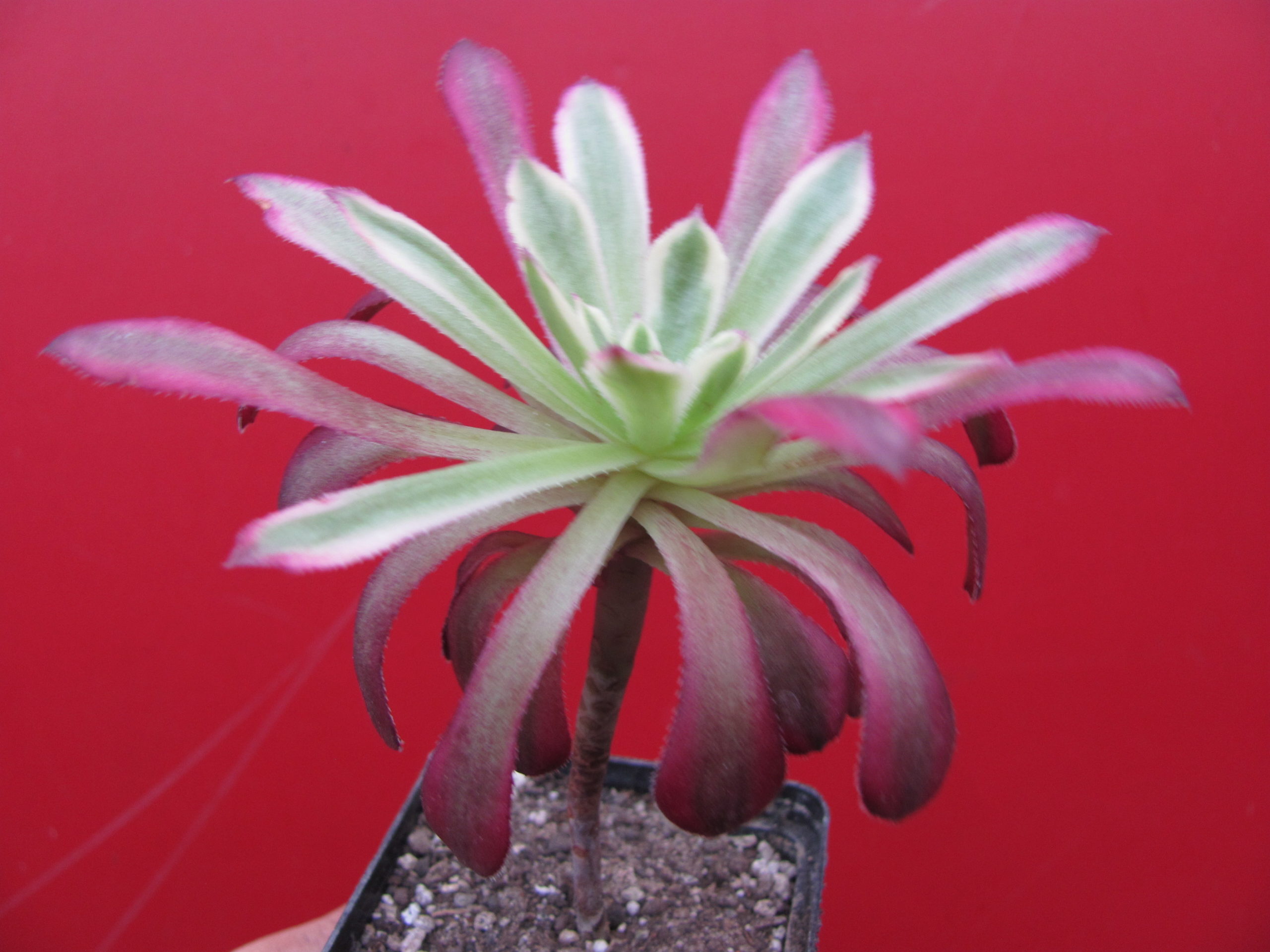 Aeonium   Mardi Gras